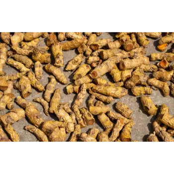 Fresh Turmeric Finger Exporter